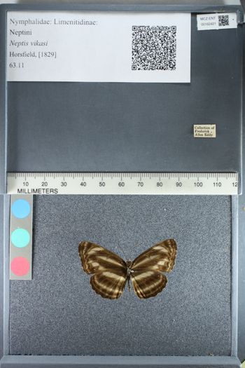 Media type: image;   Entomology 162421